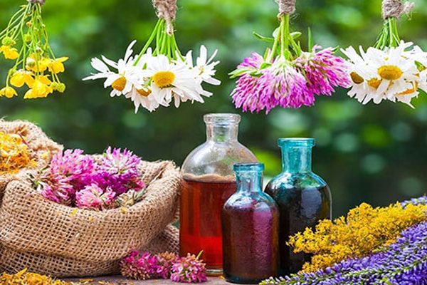 نکات مهم درباره گیاهان دارویی – راهنمای کاربردی و علمی